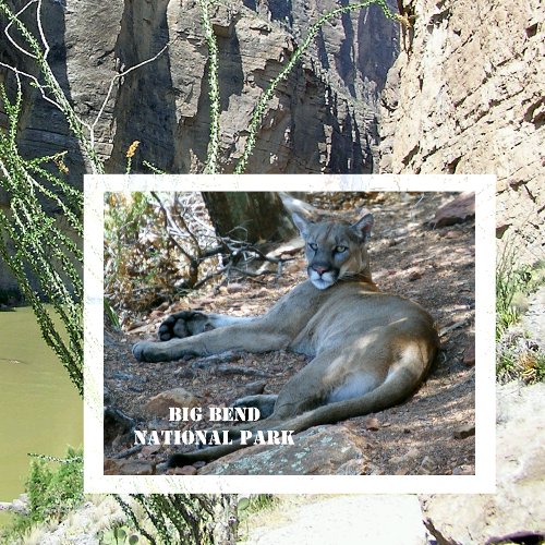 Mountain Lion Relaxing in Shade Big Bend NP Postcard