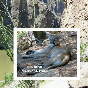Mountain Lion Relaxing in Shade, Big Bend Postcard