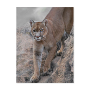 Mountain lion rock climbing postcard