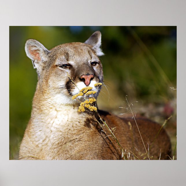 Mountain Lion - Smelling the Flowers Poster (Front)