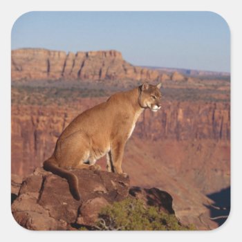 Mountain Lion Square Sticker by thecoveredbridge at Zazzle