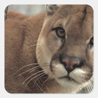 Mountain Lion Striking a Pose Square Sticker