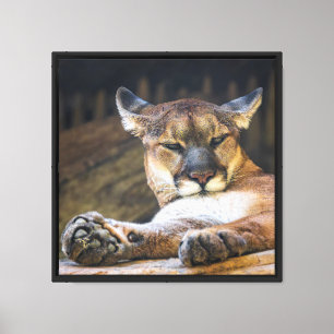 Mountain Lion Wall Art   Resting Cougar Cat Print