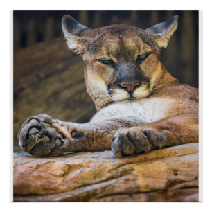 Mountain Lion Wildlife Wall Art Photo Nature Print