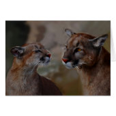 Mountain lions reverence (Front Horizontal)