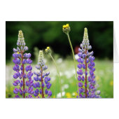 Mountain Lupine Card (Front Horizontal)