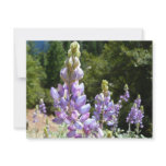 Mountain Lupins at Yosemite