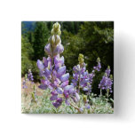 Mountain Lupins at Yosemite Button