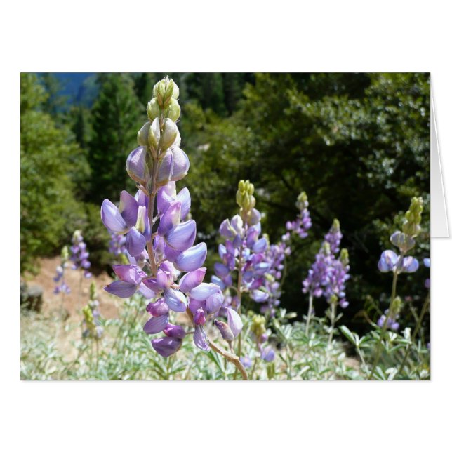Mountain Lupins at Yosemite Card (Front Horizontal)