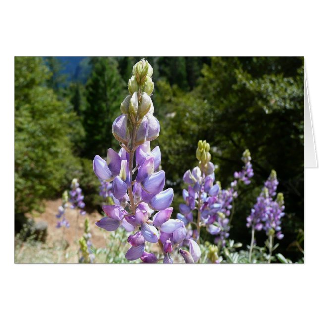 Mountain Lupins at Yosemite Cards (Front Horizontal)