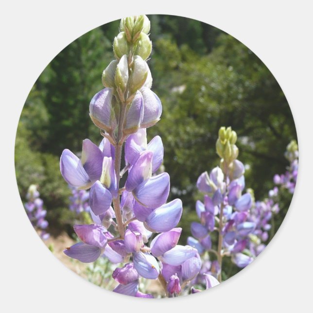 Mountain Lupins at Yosemite Classic Round Sticker (Front)