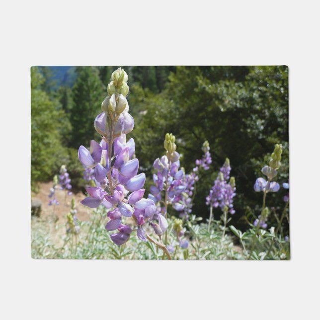 Mountain Lupins at Yosemite Doormat (Front)
