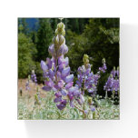 Mountain Lupins at Yosemite Paperweight