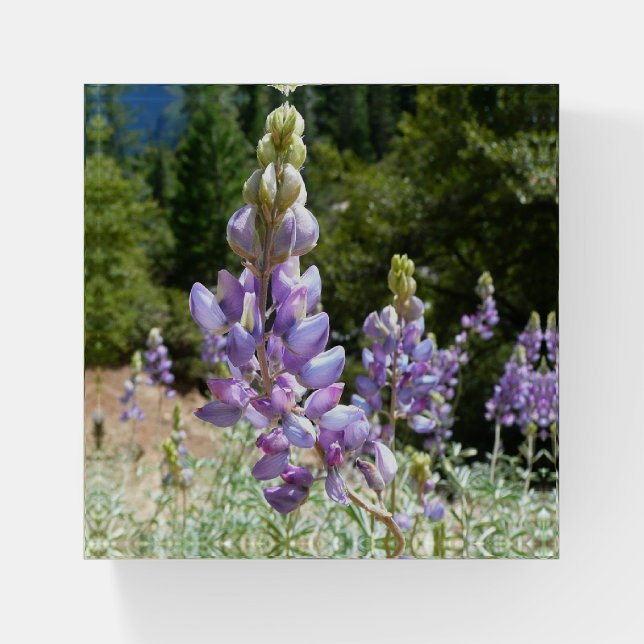 Mountain Lupins at Yosemite Paperweight (Front)