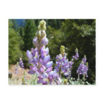 Mountain Lupins at Yosemite Postcard