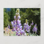 Mountain Lupins at Yosemite Postcard