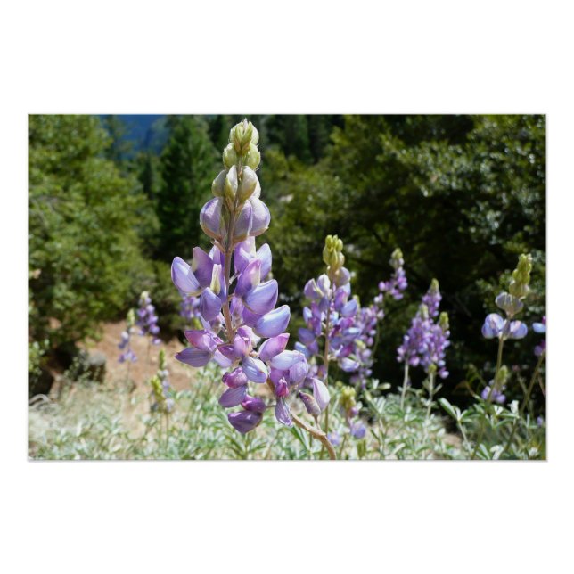 Mountain Lupins at Yosemite Poster (Front)