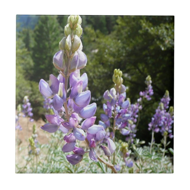 Mountain Lupins at Yosemite Tile (Front)