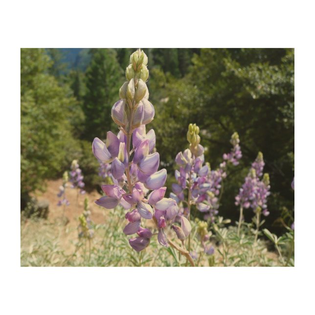 Mountain Lupins at Yosemite Wood Wall Art (Front)