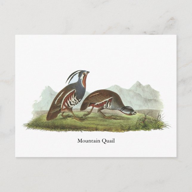 Mountain Quail, John Audubon Postcard (Front)