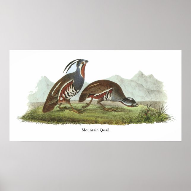 Mountain Quail, John Audubon Poster (Front)