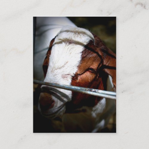 Mountain Ranch Business Cards