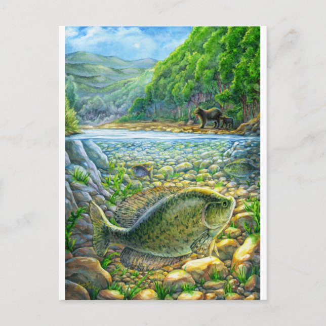 Mountain River Fish Postcard (Front)