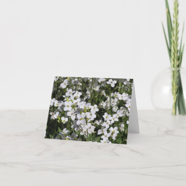 Mountain Rock Cress (Arabis alpina) card (Front)