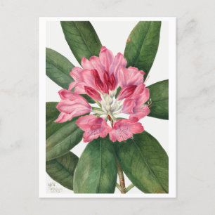 Mountain Rose Bay Rhododendron Vintage Postcard