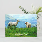 MOUNTAIN SHEEP (Standing Front)