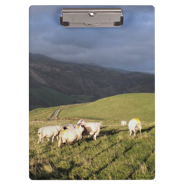 MOUNTAIN SHEEP CLIPBOARD (Front)