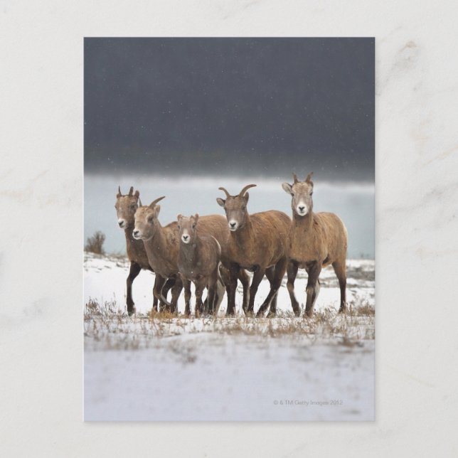 Mountain Sheep Family Postcard (Front)