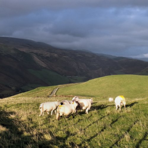 MOUNTAIN SHEEP POSTER