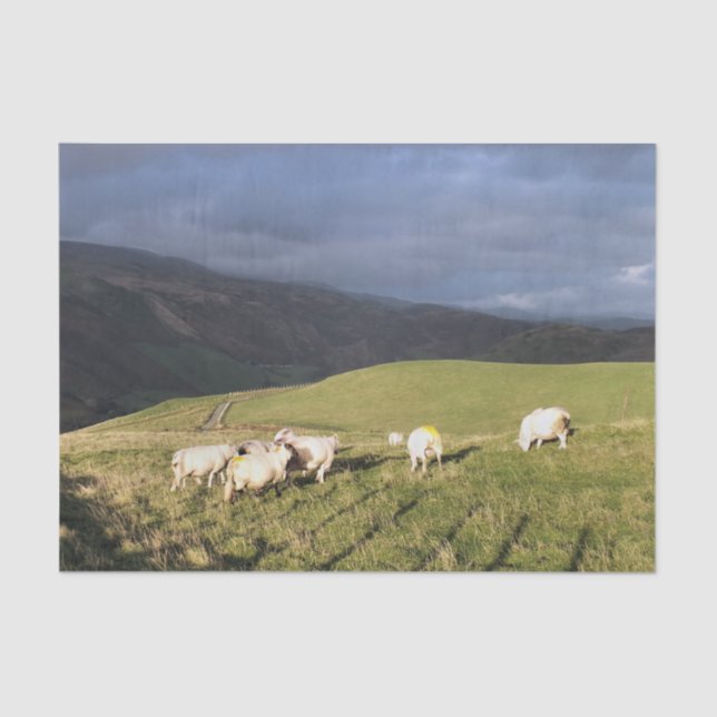 MOUNTAIN SHEEP TISSUE PAPER (Front)