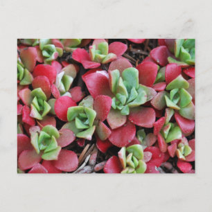 Mountain Succulent Flowers Postcard