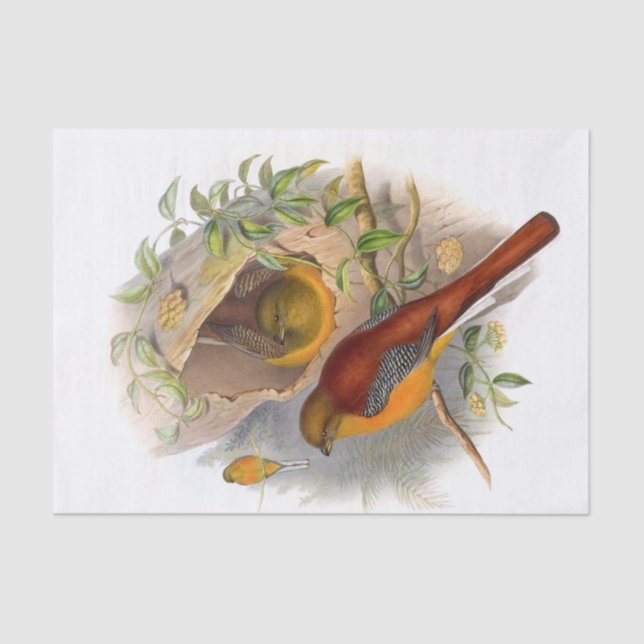 Mountain Trogon Decoupage Tissue Paper (Front)