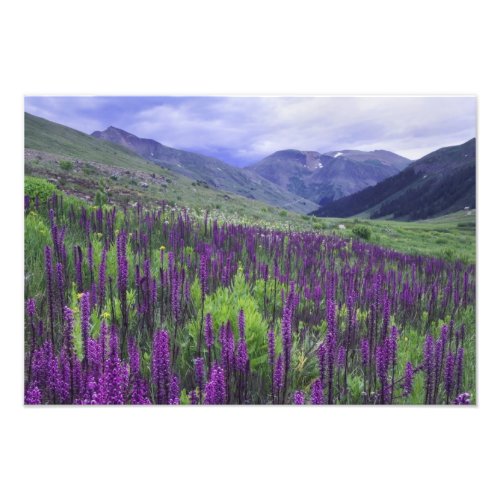 Mountains and wildflowers in alpine meadow 2 photo print