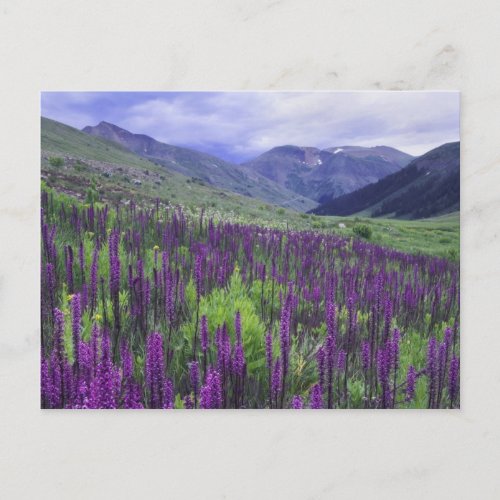 Mountains and wildflowers in alpine meadow 2 postcard