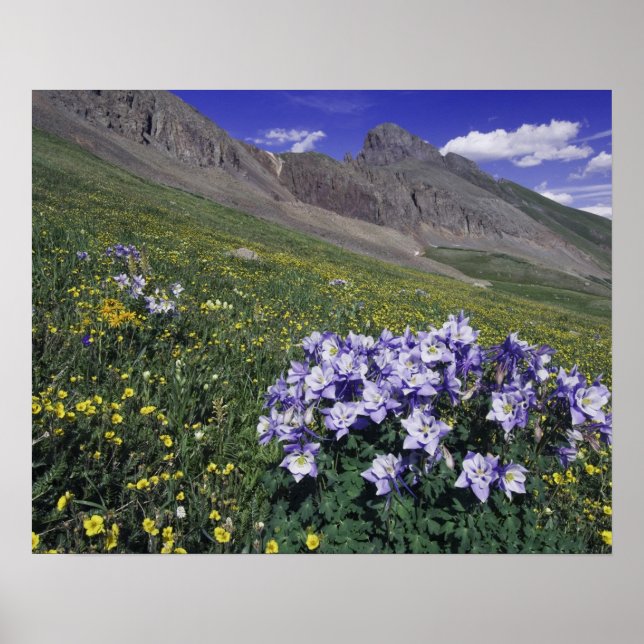 Mountains and wildflowers in alpine meadow, Blue Poster (Front)