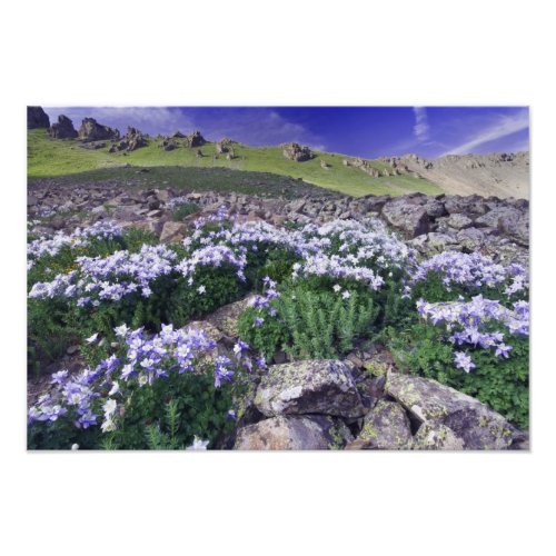 Mountains and wildflowers in alpine meadow photo print