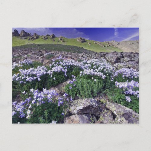 Mountains and wildflowers in alpine meadow postcard