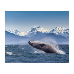 Mountains Breaching Whale Glacier Bay, Alaska Acrylic Print
