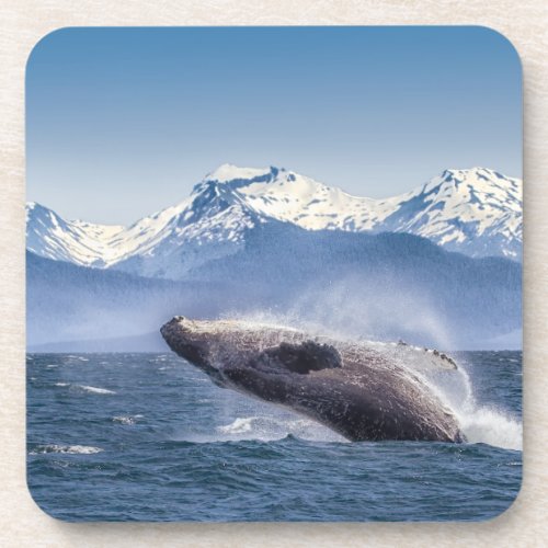 Mountains  Breaching Whale Glacier Bay Alaska Beverage Coaster