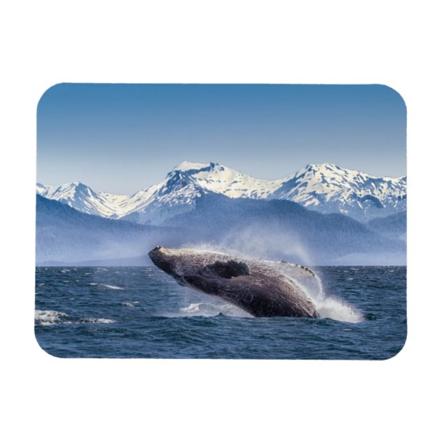 Mountains | Breaching Whale Glacier Bay, Alaska Magnet (Horizontal)
