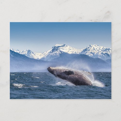 Mountains  Breaching Whale Glacier Bay Alaska Postcard