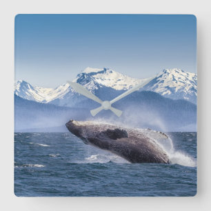 Mountains Breaching Whale Glacier Bay, Alaska Square Wall Clock