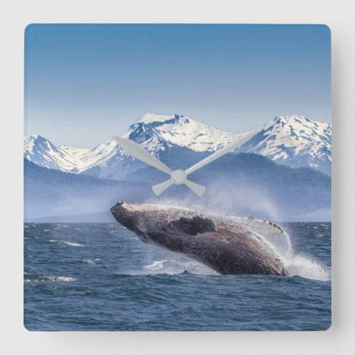 Mountains  Breaching Whale Glacier Bay Alaska Square Wall Clock