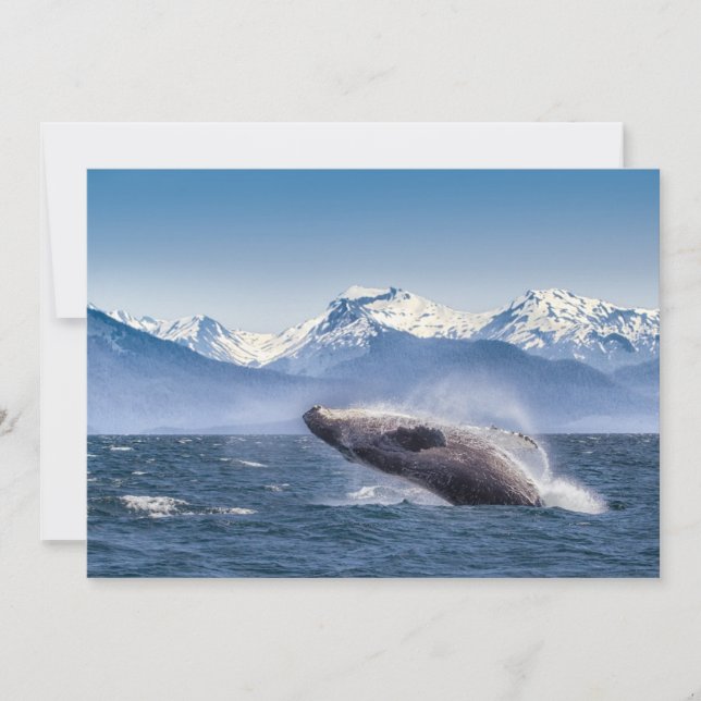 Mountains | Breaching Whale Glacier Bay, Alaska Thank You Card (Front)