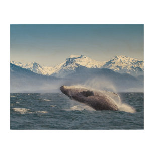 Mountains Breaching Whale Glacier Bay, Alaska Wood Wall Art