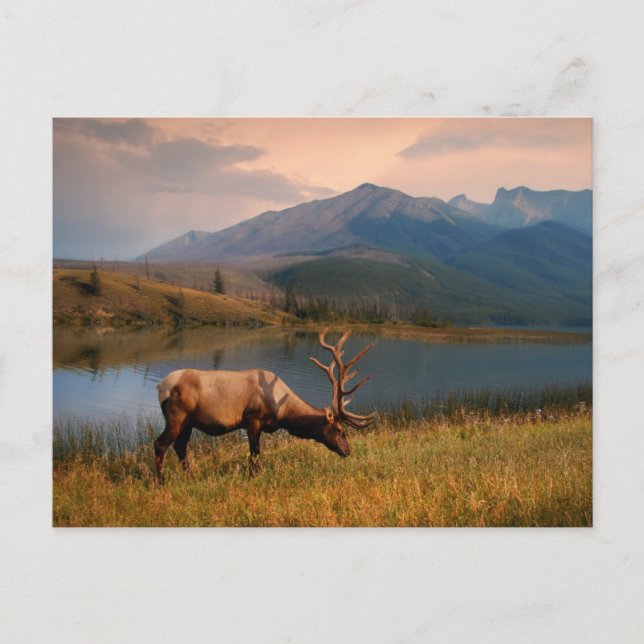 Mountains | Jacques Mountain Range Alberta Canada Postcard (Front)